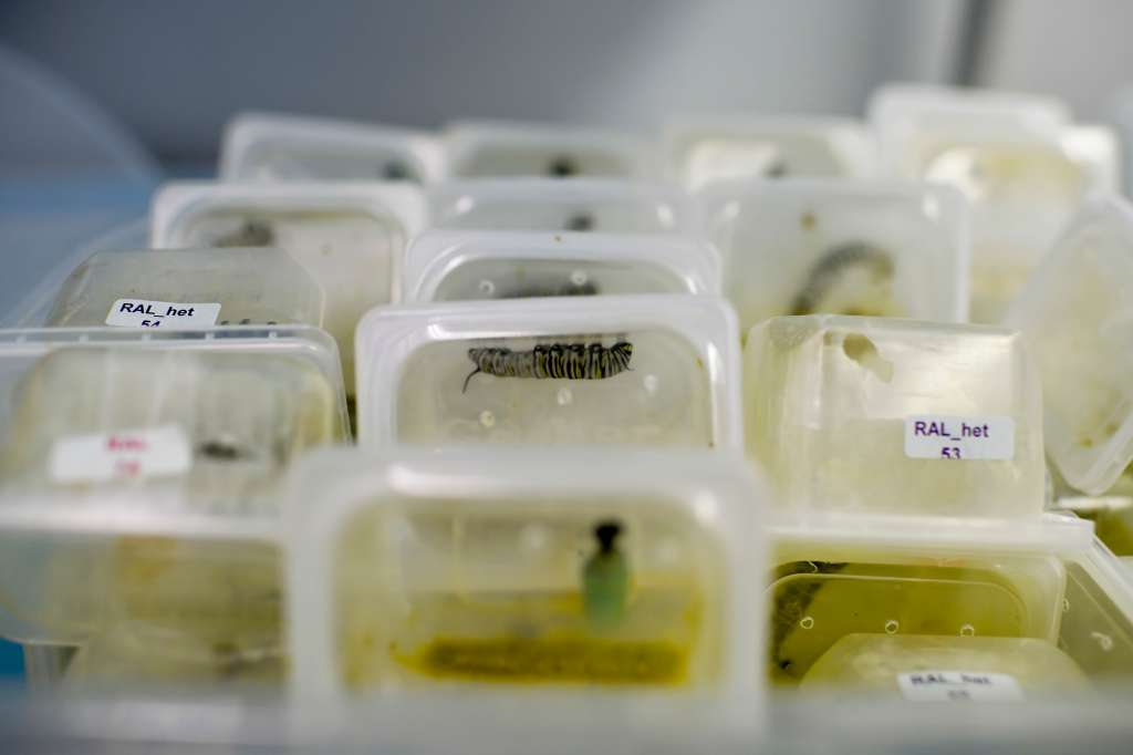 Orugas de mariposa monarca criadas en el laboratorio.