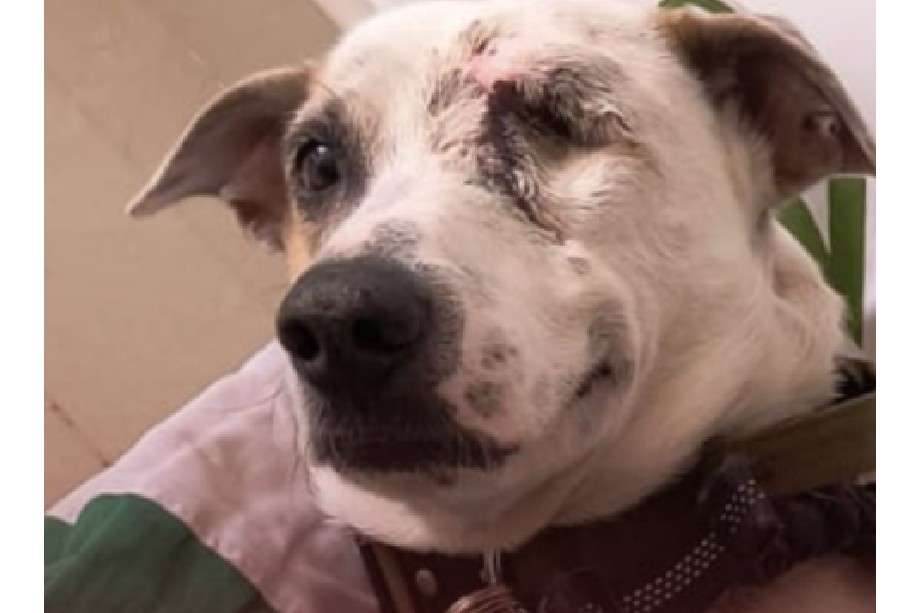 El peludo superó su hospitalización, pero afronta un diagnóstico que no da espera.