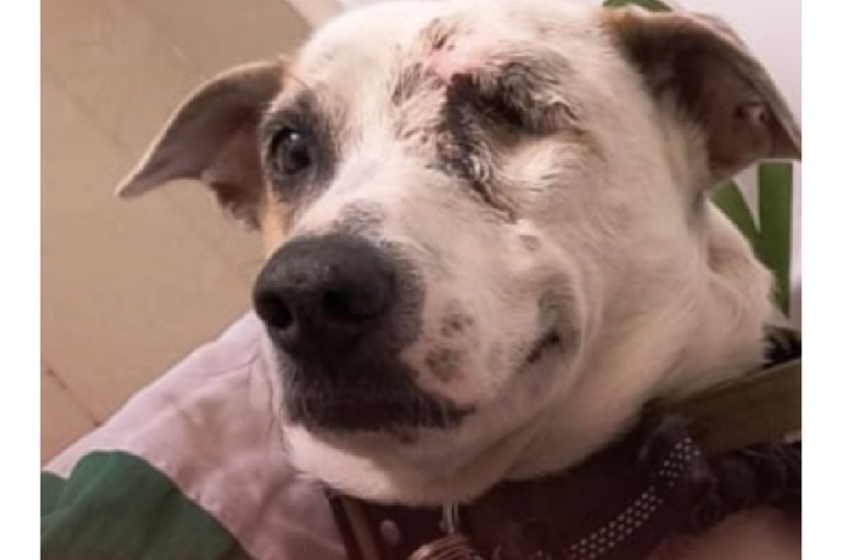 Pirata tiene gusano del corazón, fue dado de alta, pero todavía necesita ayuda