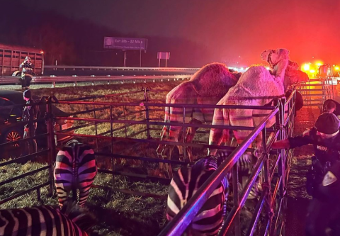 En video: animales de circo quedaron atrapados en un incendio y así los rescataron