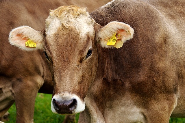 Vacas lecheras: ¿cuáles son las razas que producen más leche?