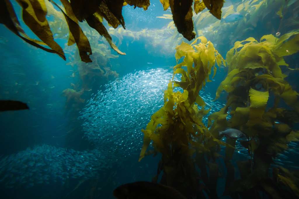 Algas, cardumen de peces, vida marina