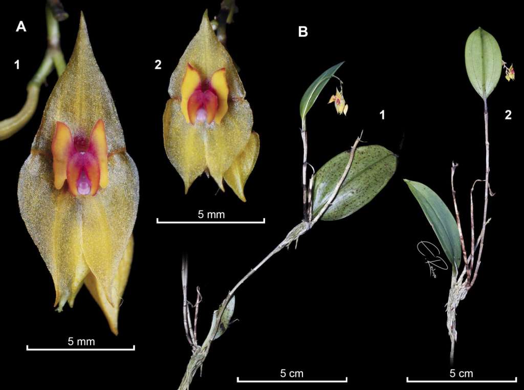 La nueva especie 'Lepanthes leonmoralesii' fue registrada en Santander y Norte de Santander.