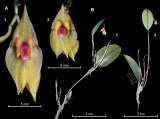 Colombia tiene una nueva especie de orquídea. Así es ‘Lepanthes leonmoralesii’