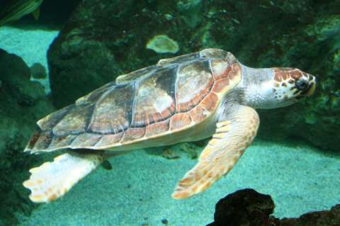 En las últimas tres décadas, más de 1 millón de tortugas marinas fueron cazadas