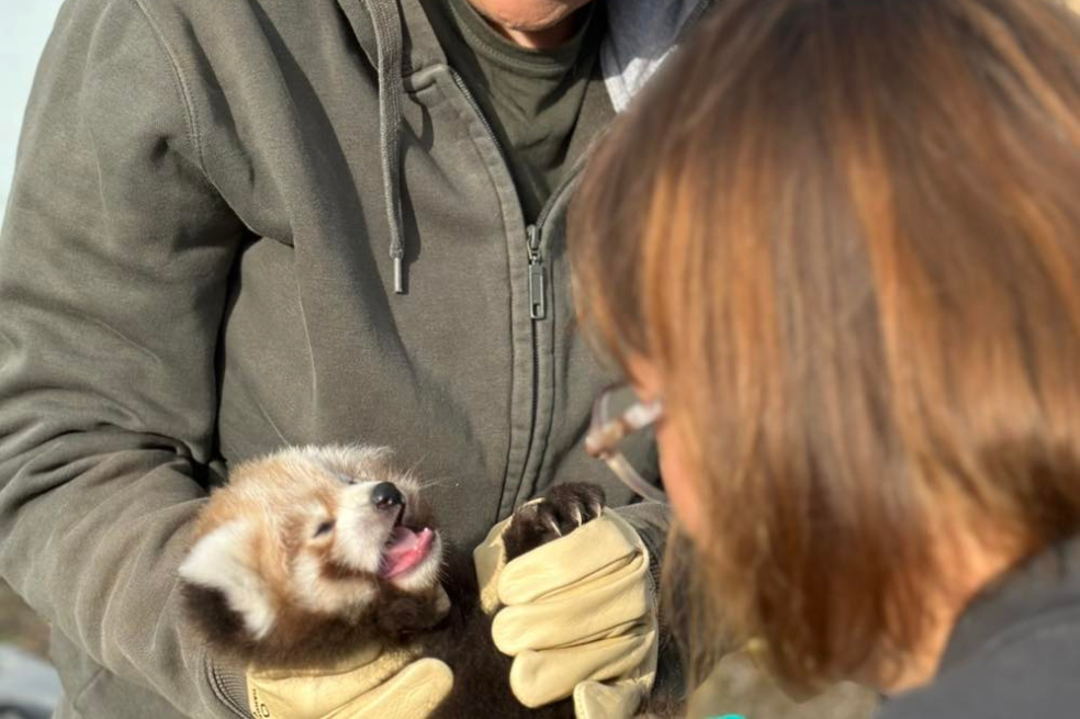 Panda rojo bebé (Ailurus fulgens).