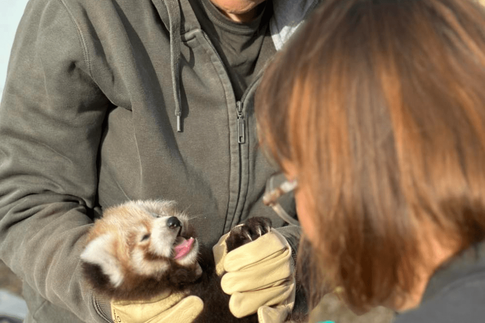 Panda rojo bebé (Ailurus fulgens).
