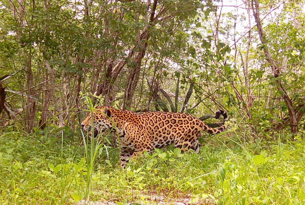 MEX9440. DIZLAM DE BRAVO (MÉXICO), 12/04/2025.- Fotografía sin fechar cedida por Tech4Nature, donde se observa a un ejemplar de Jaguar (Panthera onca), en la reserva de Dizlam de Bravo, en Yucatán (México). La tecnología y la naturaleza colaboran en la península de Yucatán, sureste de México, para proteger la "guardería de jaguares" de la reserva de Dizlam de Bravo, ante los riesgos que enfrenta este icónico felino por la veloz reducción de su hábitat a la presencia de cazadores furtivos, según constató EFE en un recorrido. EFE/Tech4Nature/SOLO USO EDITORIAL NO VENTAS/SOLO DISPONIBLE PARA ILUSTRAR LA NOTICIA QUE ACOMPAÑA(CREDITO OBLIGATORIO)