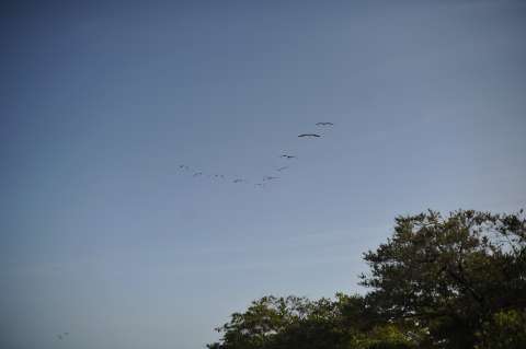 La extinción de aves dejará un mundo menos diverso