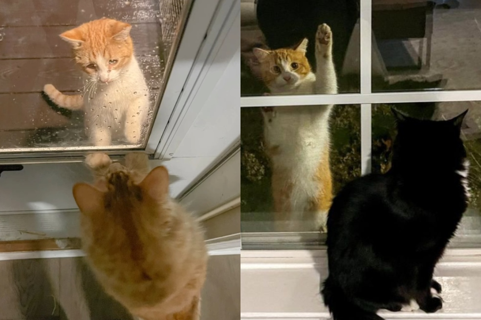 Un amor que cruzó la ventana: la tierna historia de Phoebe, el gato callejero