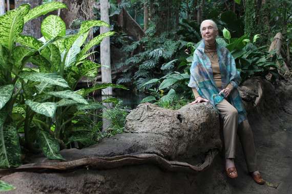 Jane Goodall en barcelona. /
