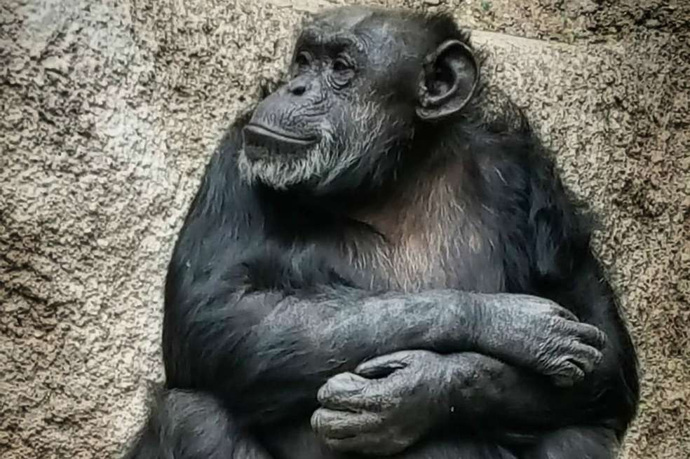 Cecilia, la chimpancé. / AFP