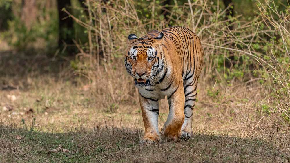 Selvas tropicales, pastizales, sabanas e incluso mangalres son algunos de los ecosistemas donde habitan los tigres.
