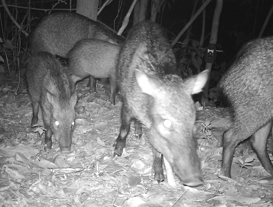 Zainos dentro del Santuario de Fauna y Flora Los Colorados.