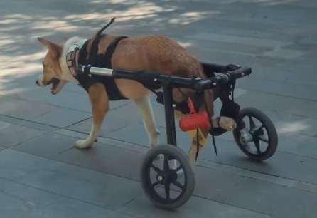 Carrera en Medellín busca recaudar fondos para perros y gatos con discapacidad