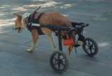Carrera en Medellín busca recaudar fondos para perros y gatos con discapacidad