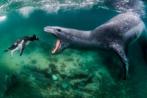 Foca hambrienta: ganadora del premio mundial de fotografía de la naturaleza 2021