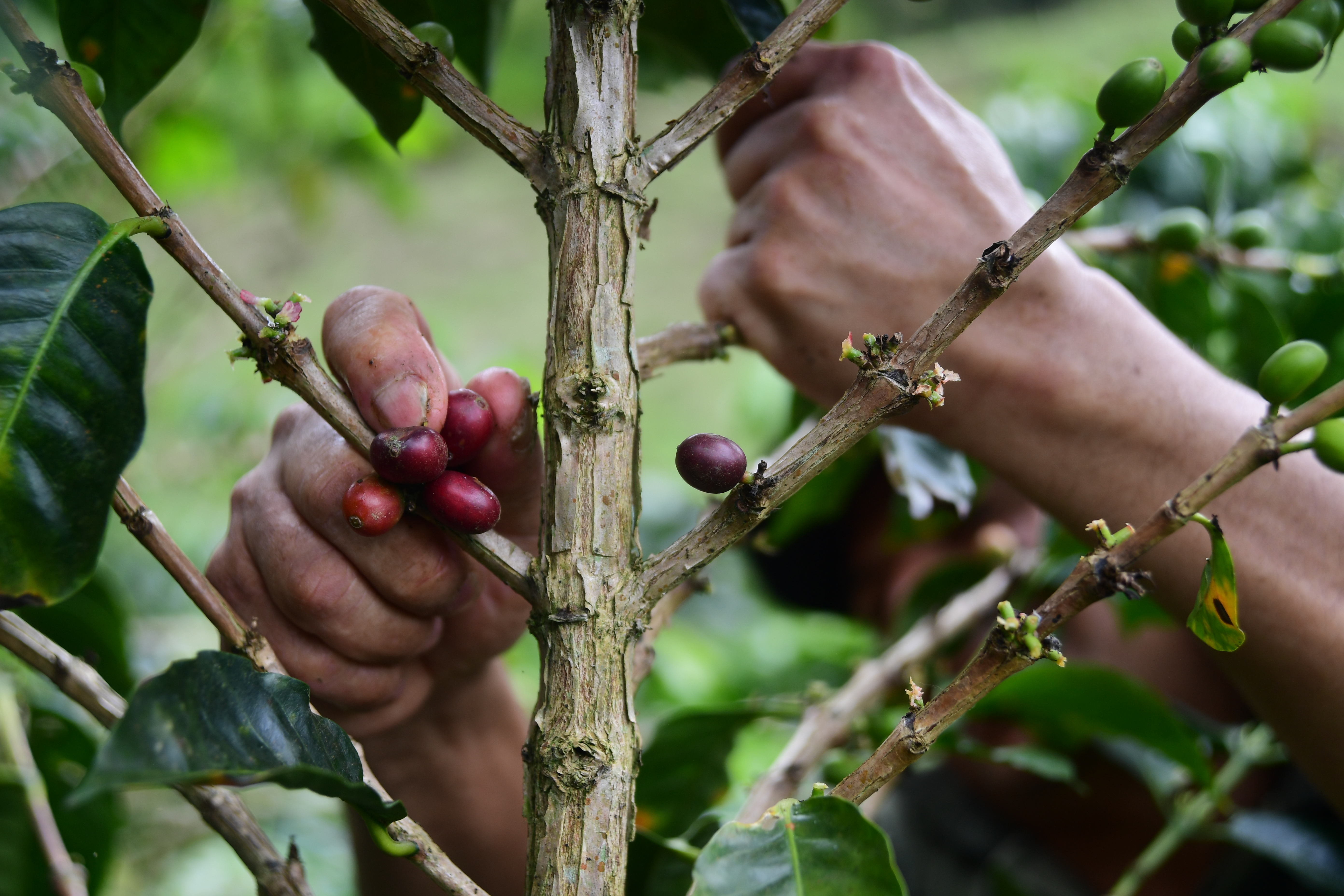 Cultivos y cosechas de café en Briceño Antioquia
