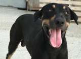 Devuelven a Julio cinco años después de su adopción: esta es su historia