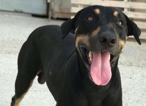 Devuelven a Julio cinco años después de su adopción: esta es su historia