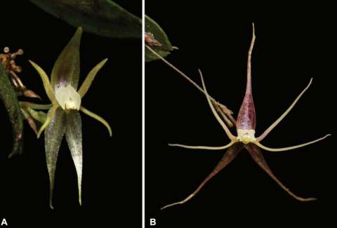 Las nuevas ocho orquídeas descubiertas en Colombia y nombradas en honor a mujeres