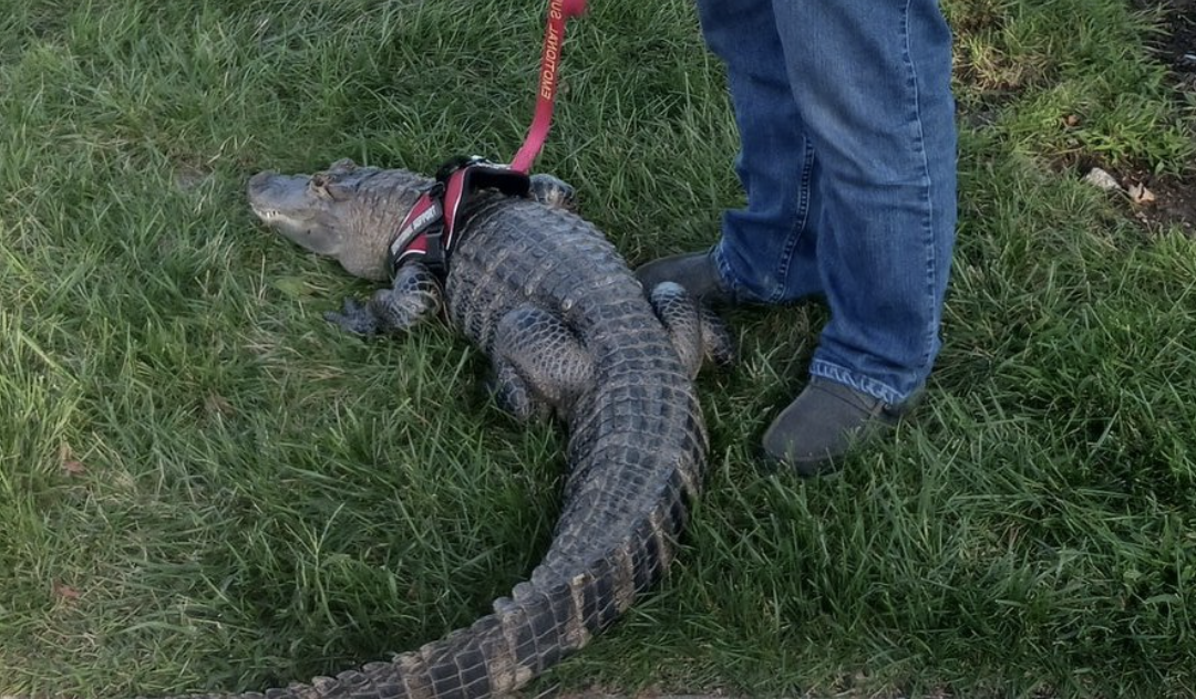 El reptil se llama Wally y ayudó a superar la depresión y el cáncer a su cuidador. Es reconocido por los videos que publica su dueño en redes sociales y por ser amigable.