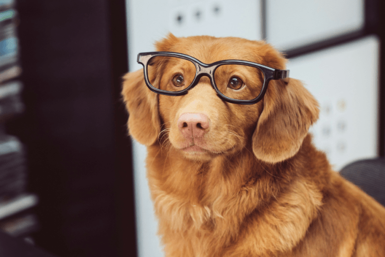¿Los perros pequeños viven más?, esto sugiere la ciencia