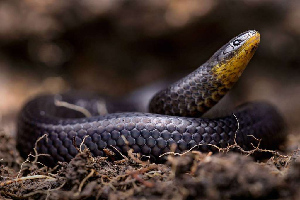'Atractus michaelsabini' fue encontrada en la provincia de El Oro, Ecuador.