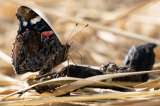 La Tierra tendría hasta tres veces más especies de insectos de las que se creía