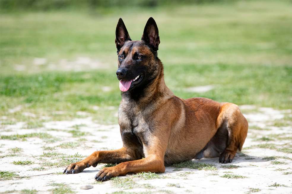 La mascota de Dibu Martínez es un pastor belga malinois, y se dice que pagó por él 20 mil libras esterlinas.