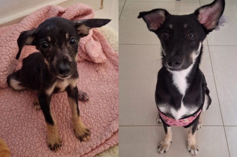 Milly fue rescatada en Soledad, en pésimo estado de salud, y hoy busca un hogar