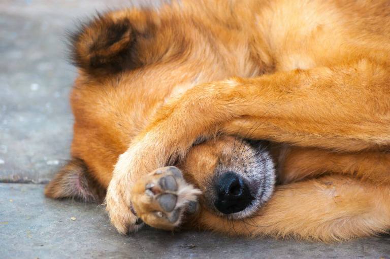 Distrito responde a denuncias de envenenamiento de mascotas en parques de Chapinero