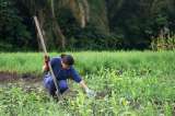 Un parque agrotecnológico en los Llanos Orientales