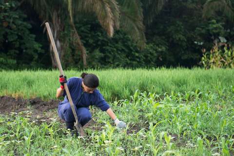 Un parque agrotecnológico en los Llanos Orientales