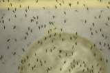 Colombia ayuda a resolver uno de los misterios del Zika
