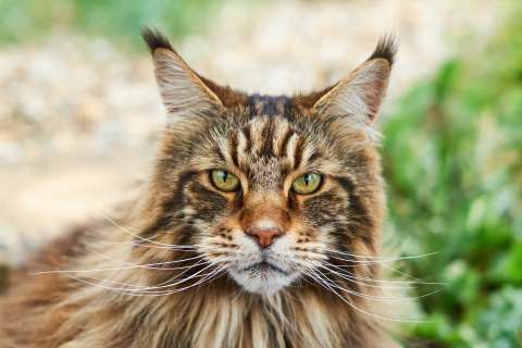 ¿Por qué los gatos maine coon son tan amigables?