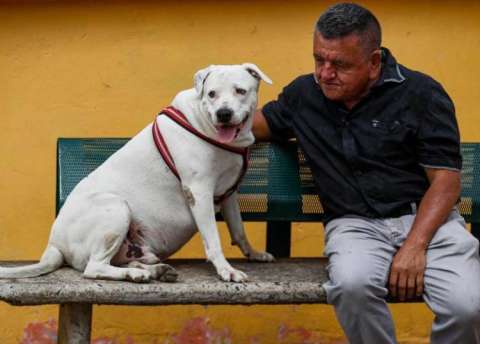 Tras muerte de reconocido animalista, buscan hogar a 27 perritos en Antioquia