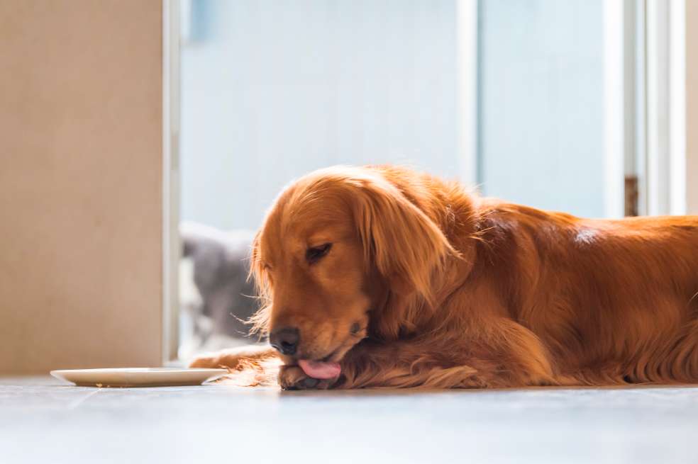 Perros: estas son las razones por las que lamen sus patas. ¡Presta atención!