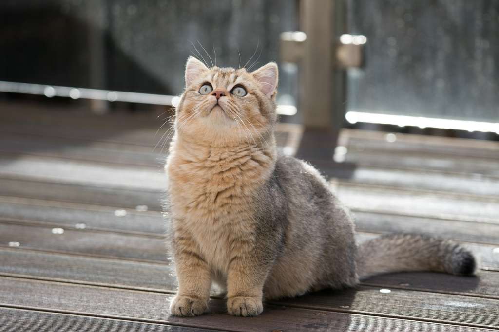 Un gato british shorthair.