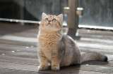 ¿Por qué tener un gato? ¿Qué aporta tener un gato?