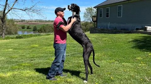 Este es Kevin, el perro más alto del mundo, según el Guinness World Records