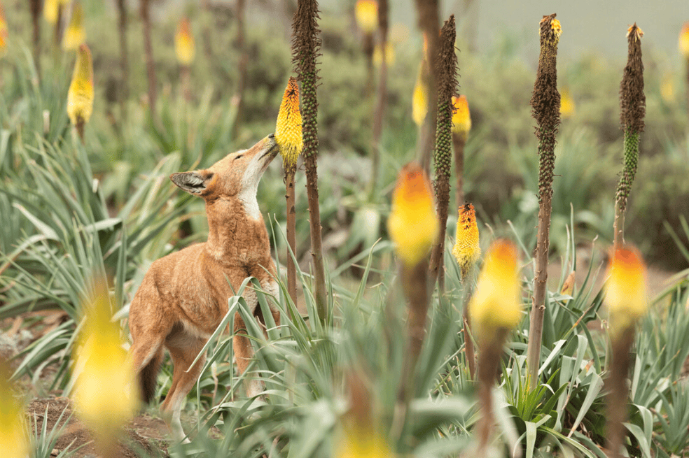 Lobo etíope buscando néctar en un gran campo de flores del póquer rojo del Valle de Web, Parque Nacional de las Montañas Bale, Etiopía.