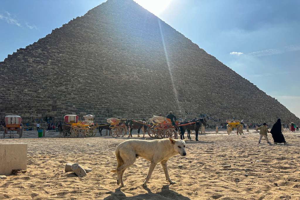 A stray dog wanders around of the Great Pyramid of Khoufou (Cheops or Keops), at the Giza Plateau, on the outskirts of Cairo, on November 14, 2024.