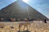 Paseos con camellos en pirámides de Giza ¿por qué ya no son una opción turística?