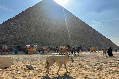 Paseos con camellos en pirámides de Giza ¿por qué ya no son una opción turística?