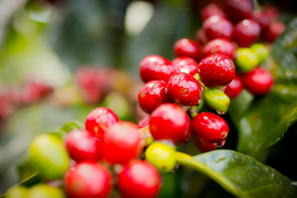 La libra de café huilense ya superó los 65 dólares en subastas nacionales.