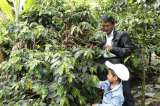 Indígenas, afros y campesinos del Cauca exportan café por primera vez a Alemania y Australia