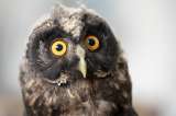 Muerte, alas y patas astilladas: estragos de la pólvora decembrina en las aves