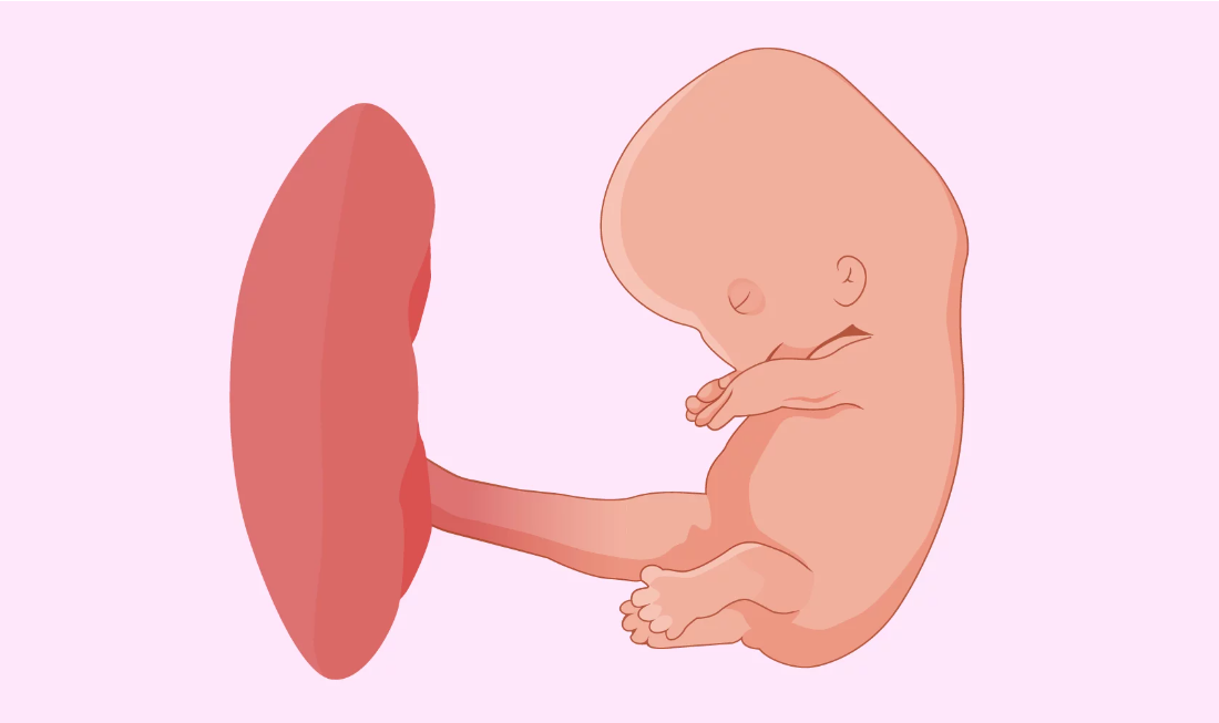 Este es el feto en la octava semana de gestación. Así se ve un bebé con dos meses de embarazo dentro del cuerpo.