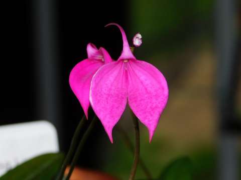 Fotos: las plantas endémicas que habitan los páramos y están en peligro de extinción